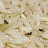 سم پاشی، سمپاشی سوسک، ساس، بید فرش، کنه کبوتر|خدمات نظافت|شیراز, قصرالدشت|دیوار