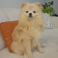 پامر روباهی