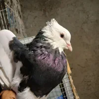 کفتر پلاکی کوهی،طوق سیاه، یال سیاه گلدار، سینه آبی|پرنده|شیراز, فرگاز|دیوار