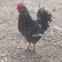 مرغ وخروس ونیمچه خروس ومرغ کرک