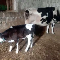 گاو هلشتاین با گوساله نر سمینتال