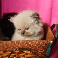 بریتیش های کوچولو