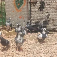 بزک سیاه  سینه سفید  قشنگ