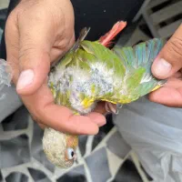گرینچیک دان خور