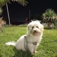 سگ نر مالتیز ۵ماهه شیطون