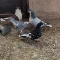 پرنده