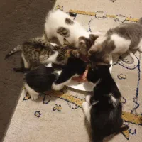 واگذاری بچه گربه دی اس اچ رایگان