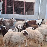 گوسفند کاور نر سالم|حیوانات مزرعه|سرپل ذهاب, |دیوار