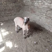 بره|حیوانات مزرعه|زهک, |دیوار