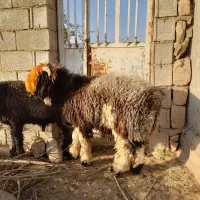 سه تا بر ه تخمی درجه یک|حیوانات مزرعه|مسجد سلیمان, |دیوار