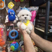 شیتزو کراس های فنجونی|سگ|اصفهان, قائمیه|دیوار