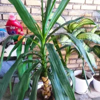 گل پتوس ، دیفن گندمی و ...|گل و گیاه طبیعی|اندیمشک, |دیوار