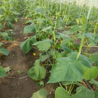 اجرای صفر تا صد گلخانه