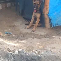 سگ ژرمن ماده