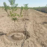 آبیاری قطره ای لوله کشی باغات و مزارع.|خدمات باغبانی و درختکاری|مشهد, سازمان آب|دیوار