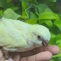 راهب گرینچیک جوجه سرلاکی