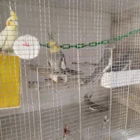 عروس هلندی جوجه و مولد