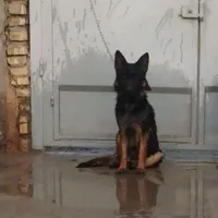 واگذاری ژرمن ماده