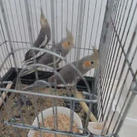 عروس هلندی