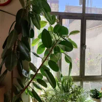 فیکوس طبیعی