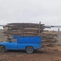 خرید چوب قلمه ،سویدومیوه ،خشک