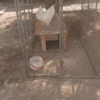 یک عدد خروس فروشی