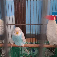 مرغ عشق نابالغ