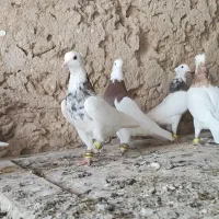 کبوتر طوقی ، ساده .سبز هوایی