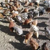 حراج نیمچه گلپایگان