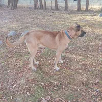 سگ سرابی|سگ|هشترود, |دیوار