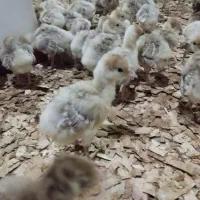 جوجه بوقلمون یک ماهه و یک روزه