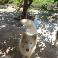 توله سگ هاسگی