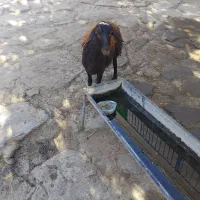 بره ماده