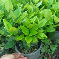 یاس هلندی گلدان12و3نیم پر|گل و گیاه طبیعی|چابکسر, |دیوار