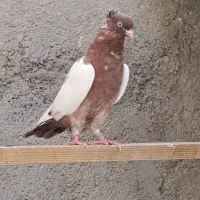 سینه ای|پرنده|تهران, شمشیری|دیوار