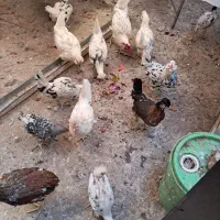 مرغ وخروس گلین ریشو چهل تاج