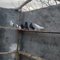 کبوتر سالم پرشی ماده نر