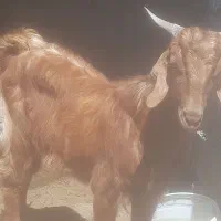 کهره نر دورگ چاق چاق