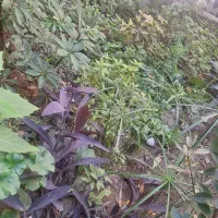 فروش گل و گیاه
