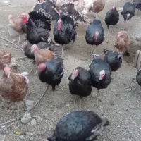 بوقلمون|حیوانات مزرعه|مهربان, |دیوار