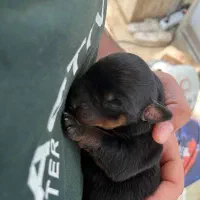 روتوایلر گرید A اصیل به ضمانت