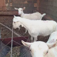 میش بز سانن گوسفند|حیوانات مزرعه|بهمن, |دیوار