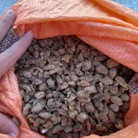 خرید و فروش ثعلب درجه یک با بالاترین قیمت|گل و گیاه طبیعی|تهران, زعفرانیه|دیوار