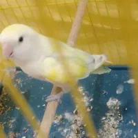 طوطی برزیلی دستی سرلاکی