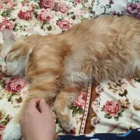 واگذاری گربه