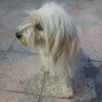 سگ پاپی سفید