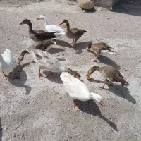 فروش غاز