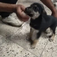 سگ مهربون  ارام بدون اخلاق بد