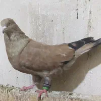 کله ای مسی امیدیه