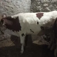 تلیسه سیمینتال گاوگوساله ماده اصل مونت بیلیاردسالم